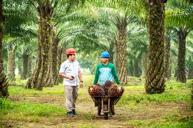 Lingkungan Pengembangan Sistem Perkantoran Digital untuk Efisiensi Organisasi